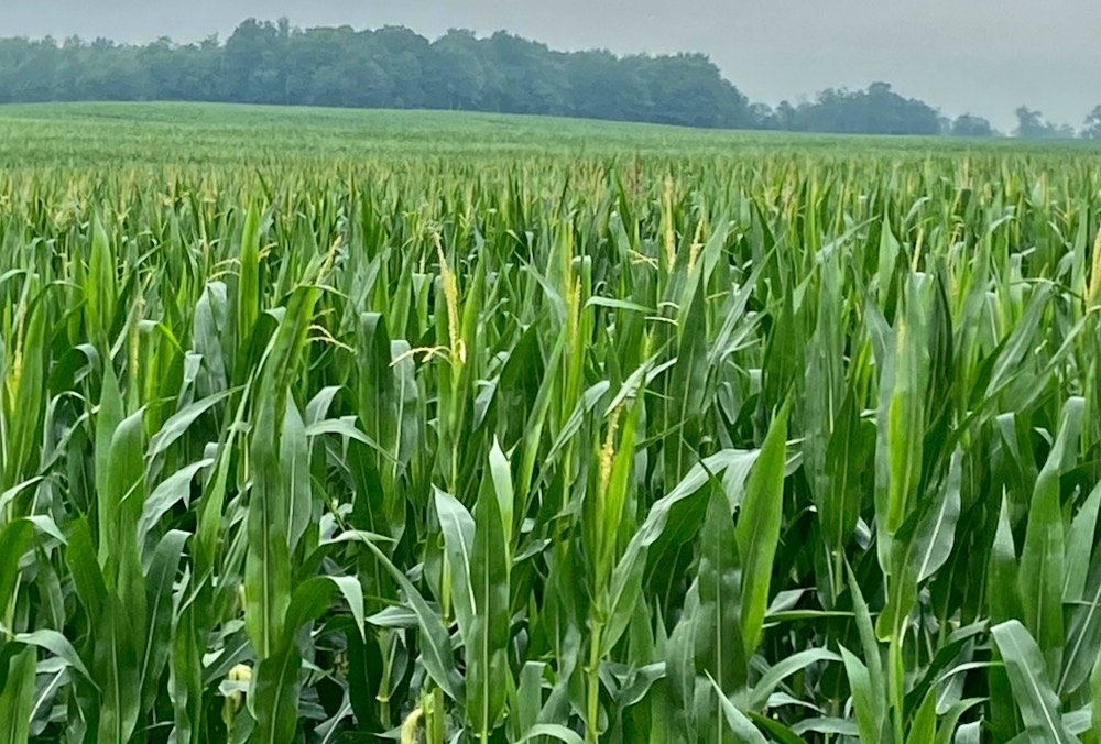“jumping on the corn bandwagon.” (Farmtario photo by John Greig)

