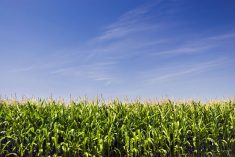 Corn futures were under pressure for the month of June, and hit it's lowest levels in several months. 