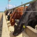 (Geralyn Wichers photo)
