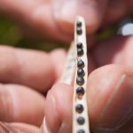 Canada's guidance on gene-edited crops was announced in April.