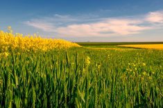 The canola market has been fluctuating wildly.
