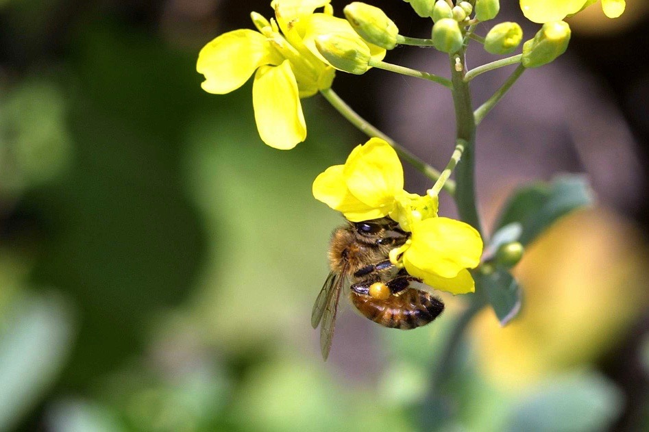 (Photo courtesy Canola Council of Canada)
