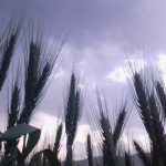 (PK Ahmad/iStock/Getty Images)
