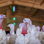 Avian metapneumovirus primarily affects ducks, chickens, and turkeys according to Manitoba Agriculture.  
