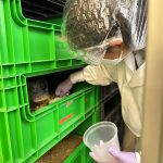 Black soldier fly larvae harvest.