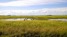 Rain events continue to challenge Manitoba growers