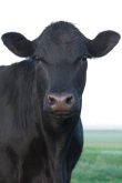 Canadian have suggested loosening regulations for products from cloned animals.