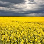 Canola field under stormy weather.