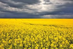Canola field under stormy weather.