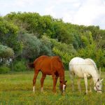 Keep your horse from getting hurt this summer