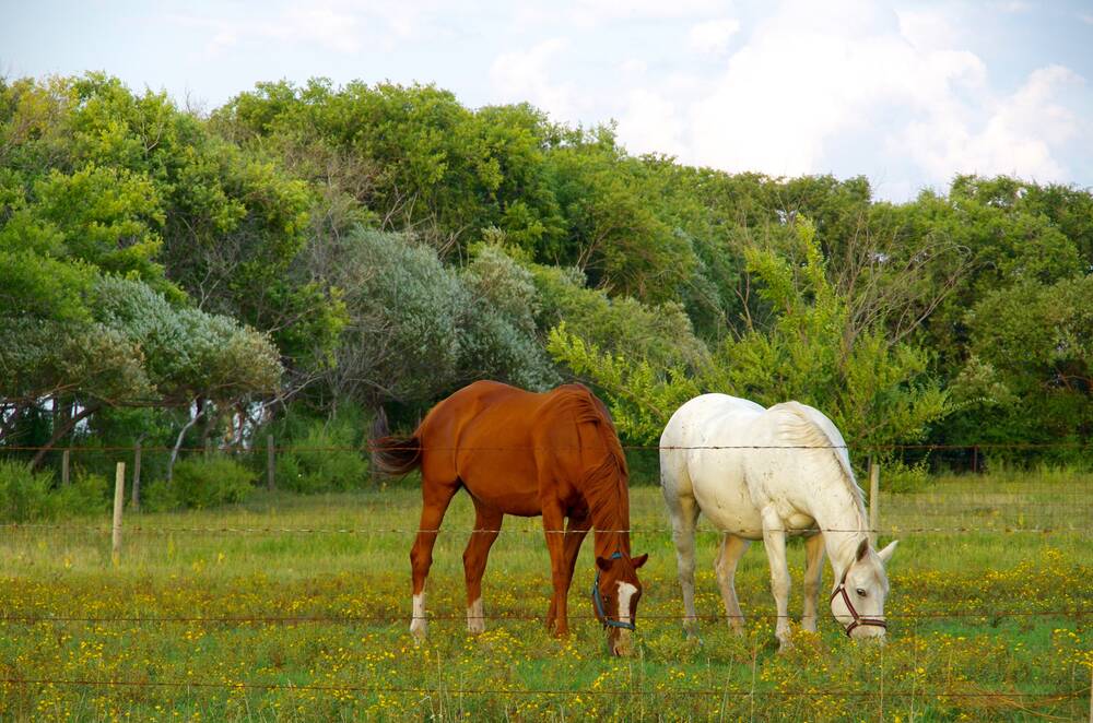 Keep your horse from getting hurt this summer