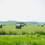 Hay bales in western Manitoba.