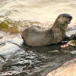 Otter at the water’s edge eating a fish head.