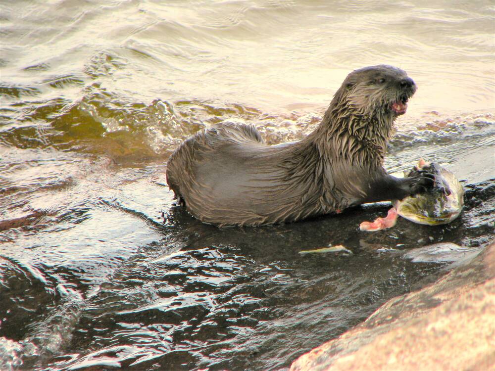 Otter at the water’s edge eating a fish head.