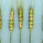 VIDEO: Managing fusarium head blight risk