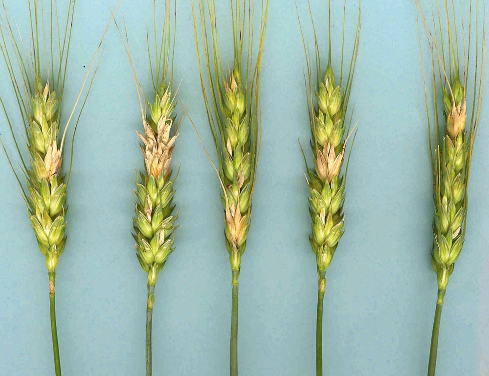 VIDEO: Managing fusarium head blight risk