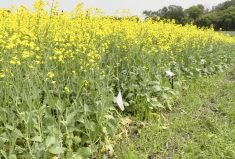 Canola blooming