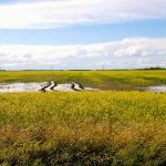 Tire ruts fill with standing water in a very wet canola field.