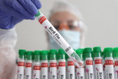 A person holds a test tube labelled &#8220;Bird Flu&#8221;, in this picture illustration, January 14, 2023. REUTERS/Dado Ruvic/Illustration/File Photo
