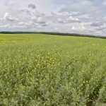 Western Canadian crops rebound in 2024