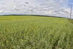 Western Canadian crops rebound in 2024