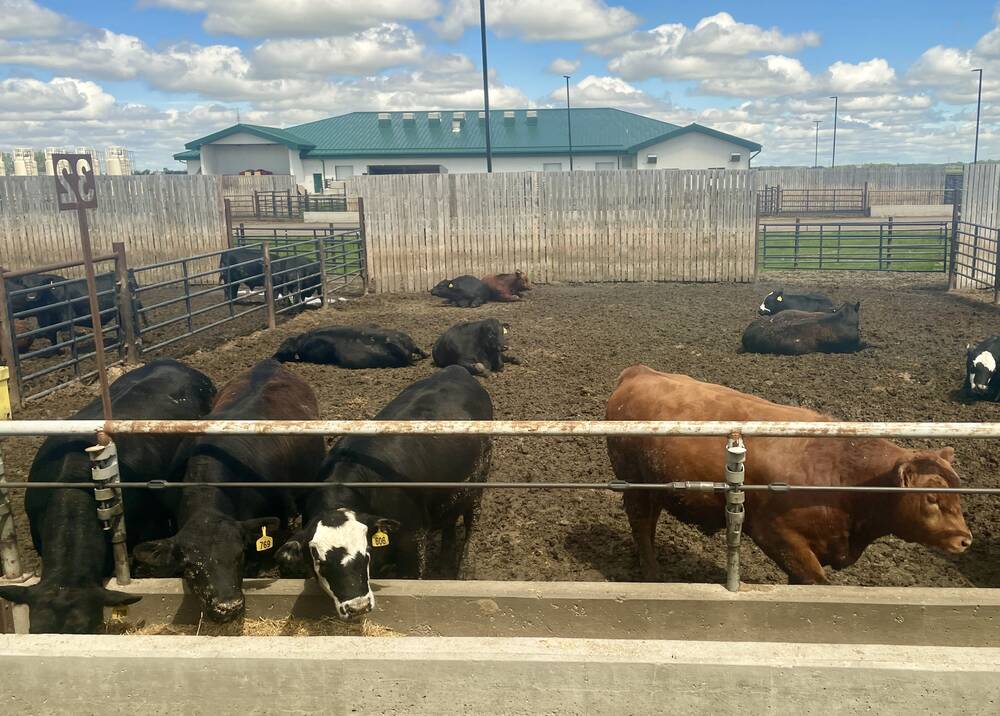 Better plans needed to take charge of beef market power