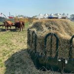 Feed was plentiful for cattle at Ag In Motion,  unlike the challenges beef producers had to acquire enough feed during the past few years of drought on the Prairies. Photo: John Greig
