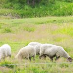 A livestock guardian dog watches over his sheep flock south of Ethelbert in July 2023. PHOTO: ALEXIS STOCKFORD