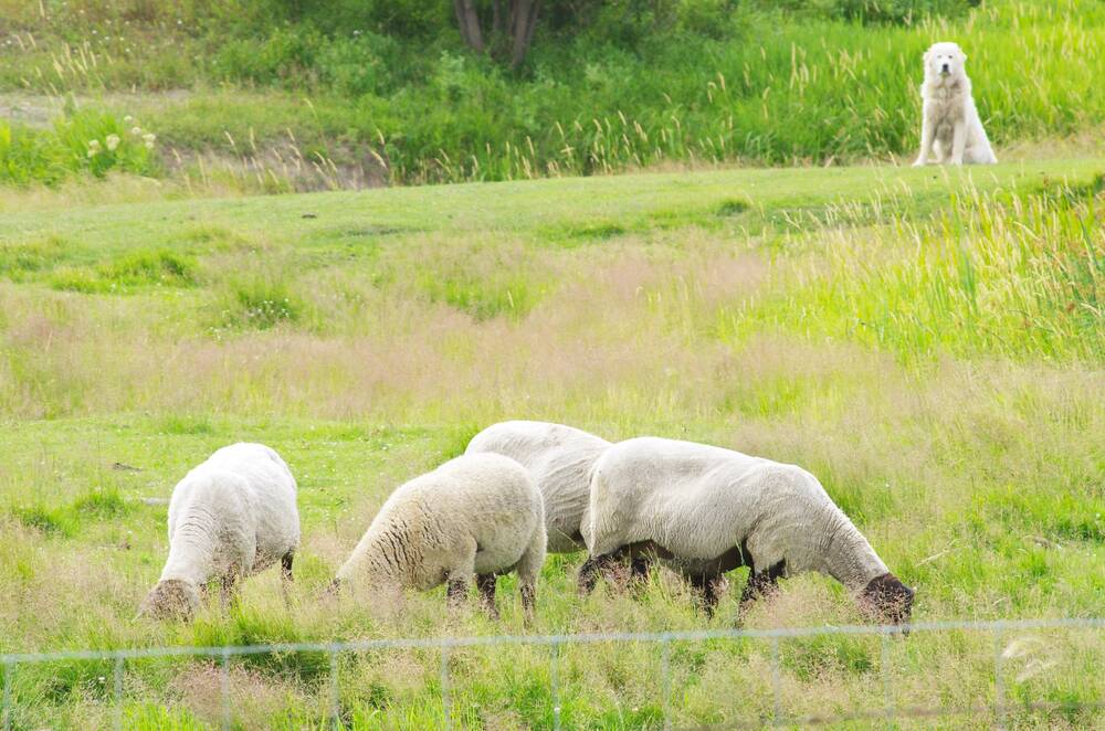 A livestock guardian dog watches over his sheep flock south of Ethelbert in July 2023. PHOTO: ALEXIS STOCKFORD