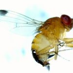 Fruit flies lay their eggs inside thin-skinned fruit, infesting it with larvae and making it soft and unmarketable.