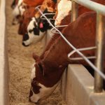 (Photo courtesy Canada Beef Inc.)
