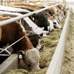 (Photo courtesy Canada Beef Inc.)
