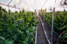 Photo: iStock/Getty Images
