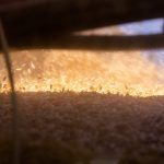 File photo of barley being loaded off the combine. (Collab Media/iStock/Getty Images)
