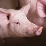 U.S. livestock: Lean hog, cattle futures turn lower on demand questions