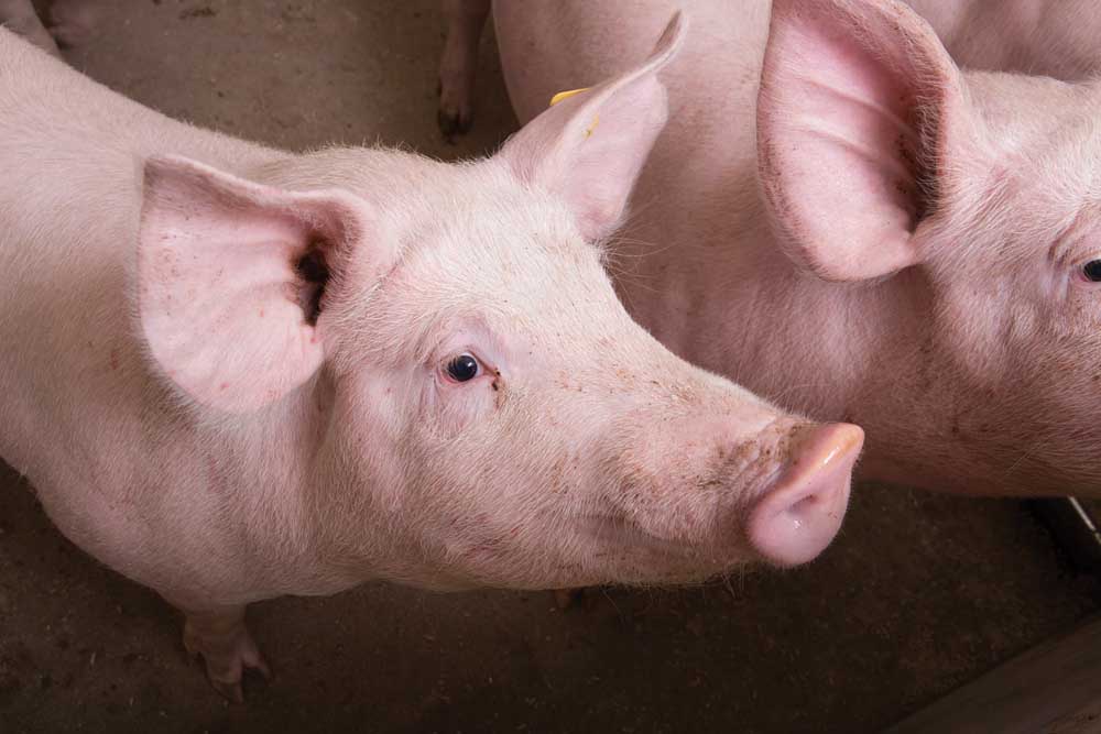 U.S. livestock: Lean hog, cattle futures turn lower on demand questions