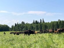 Bison grazing in pasture near trees.