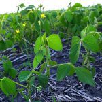 Volunteer canola blooming.