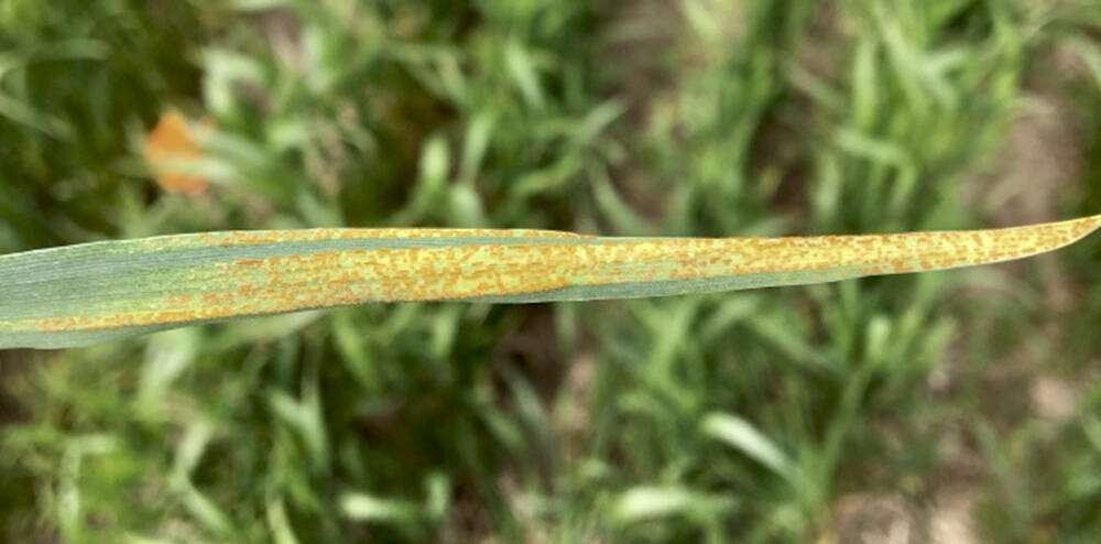 Yellow-orange coloured lesions of stripe rust can bee seen on the leaves of infected cereal plants. 