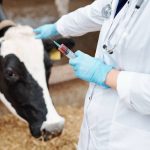 A veterinarian works with a cow.