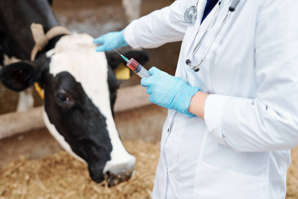 A veterinarian works with a cow.
