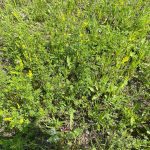 Can biology make no-till organic feasible?