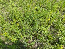 Can biology make no-till organic feasible?