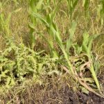 VIDEO: Weeds to watch for in Manitoba