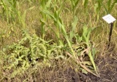 VIDEO: Weeds to watch for in Manitoba