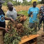 Foodgrains Bank trip to Rwanda demonstrates fruits of conservation agriculture