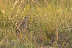 Survey links regenerative farming to increased biodiversity in Manitoba