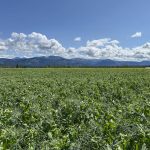 Peas are blooming on this farm northeast of Whitehorse, Yukon. Photo: Karen Briere