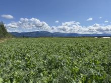 Peas are blooming on this farm northeast of Whitehorse, Yukon. Photo: Karen Briere