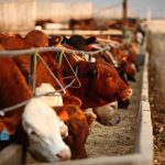 (Photo courtesy Canada Beef Inc.)
